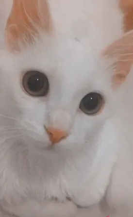 Gato raça Angorá idade 7 a 11 meses nome Maives