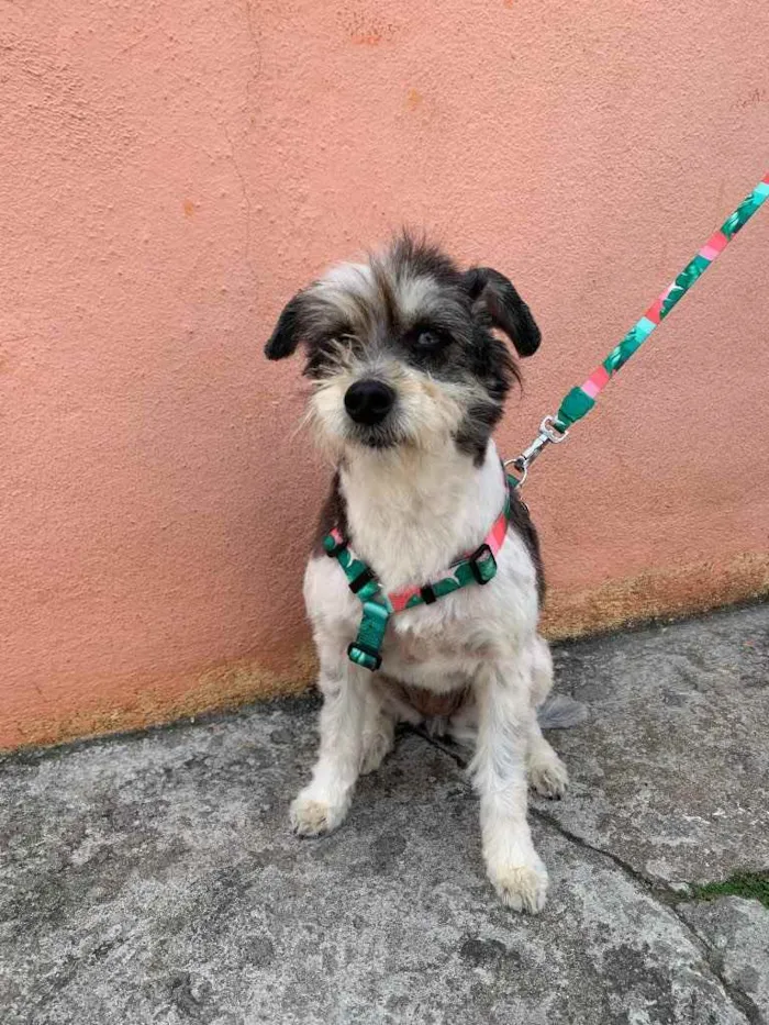 Cachorro ra a SRD  idade 5 anos nome Kika