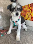 Kika