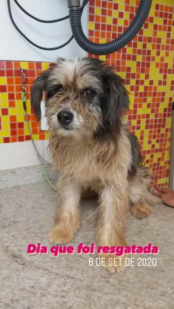 Cachorro ra a SRD  idade 5 anos nome Kika