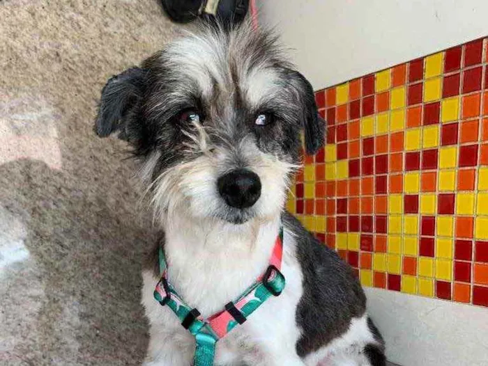 Cachorro ra a SRD  idade 5 anos nome Kika