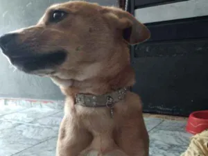 Cachorro raça Chow-chow com vira lata  idade 2 a 6 meses nome Mel