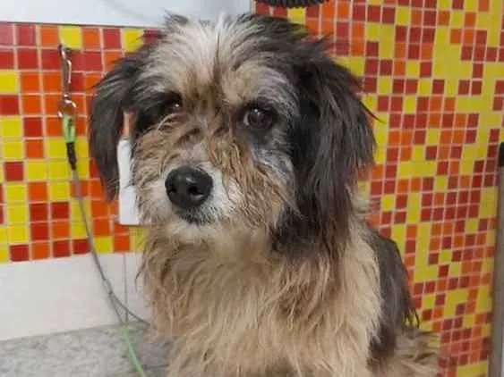Cachorro ra a SRD  idade 5 anos nome Kika