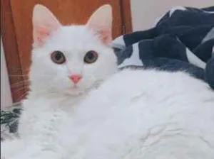 Gato raça Angorá idade 7 a 11 meses nome Maives