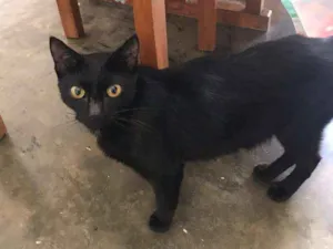 Gato raça  idade 7 a 11 meses nome Pérola