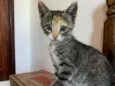 Gatos