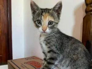 Gato raça  idade Abaixo de 2 meses nome Gatos