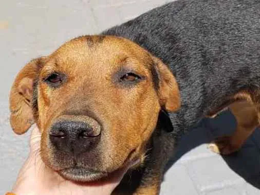 Cachorro ra a Sem raça  idade 3 anos nome Thor 