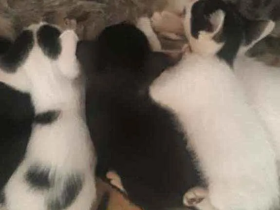 Gato ra a  idade Abaixo de 2 meses nome gatos