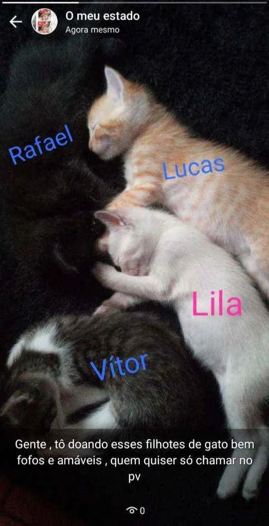 Gato raça N sei idade 2 a 6 meses nome Nina e seus filhotes