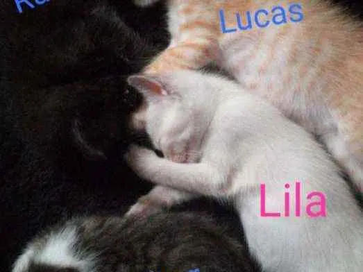 Gato raça N sei idade 2 a 6 meses nome Nina e seus filhotes