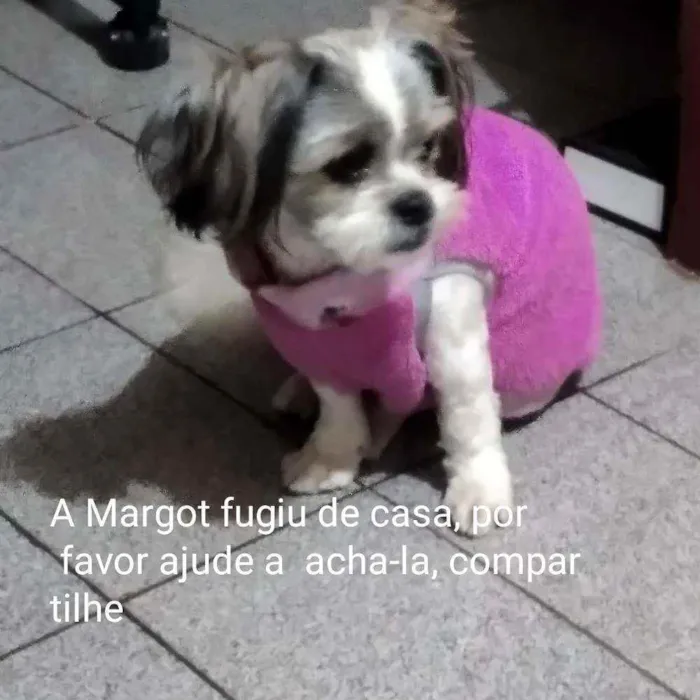 Cachorro ra a Ilhasa Apso idade 3 anos nome Margot