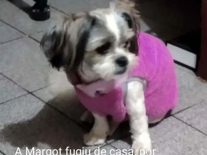 Cachorro ra a Ilhasa Apso idade 3 anos nome Margot
