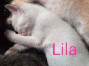 Gato raça N sei idade 2 a 6 meses nome Nina e seus filhotes