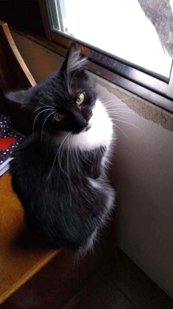 Gato ra a Srd idade 7 a 11 meses nome Princesa