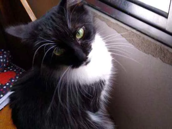 Gato ra a Srd idade 7 a 11 meses nome Princesa