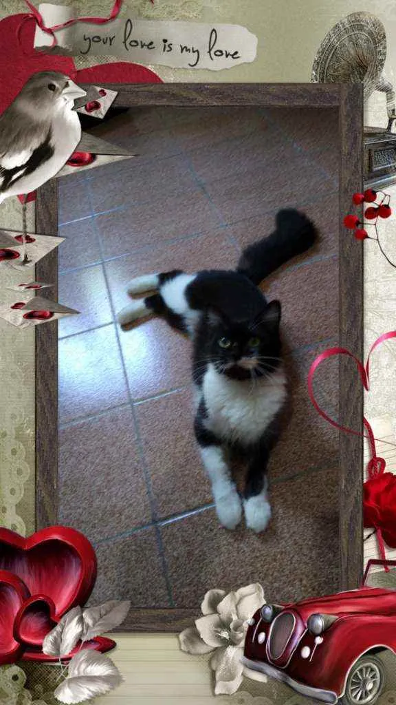 Gato ra a Srd idade 7 a 11 meses nome Princesa