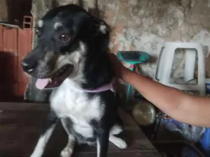 Cachorro raça Não sei idade 7 a 11 meses nome Leide