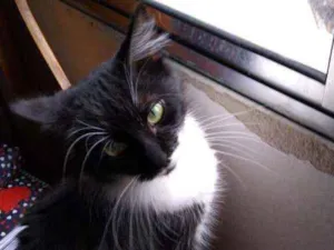 Gato raça Srd idade 7 a 11 meses nome Princesa
