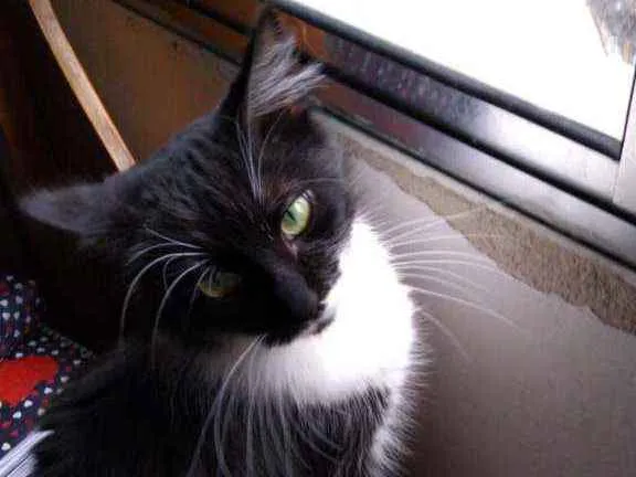 Gato ra a Srd idade 7 a 11 meses nome Princesa