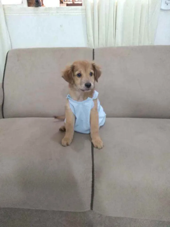 Cachorro ra a Mestizo  idade 2 a 6 meses nome LEO 