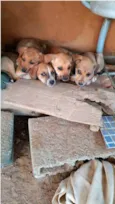 Cães4