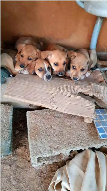 Cachorro raça SRD idade  nome Cães4