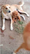 Cães4