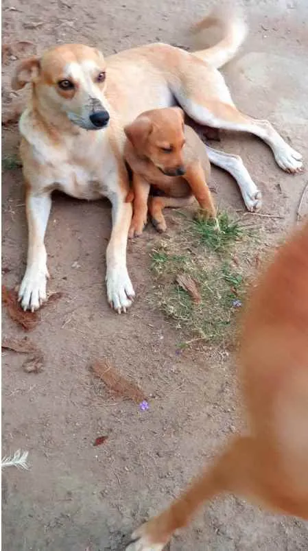 Cachorro raça SRD idade  nome Cães4