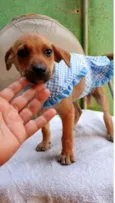 Cães4