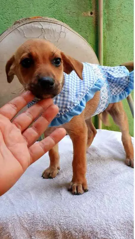 Cachorro raça SRD idade  nome Cães4