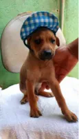 Cães4