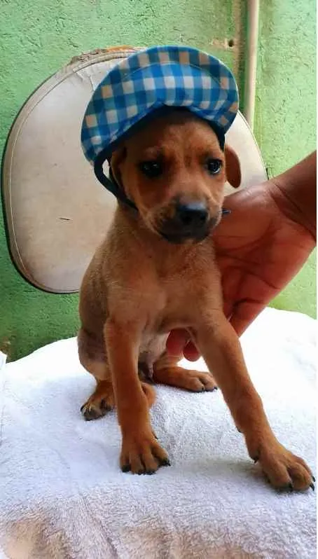 Cachorro raça SRD idade  nome Cães4
