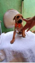 Cães4