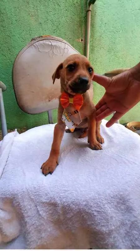 Cachorro raça SRD idade  nome Cães4