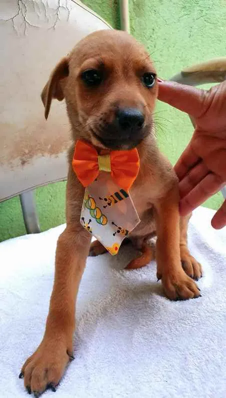 Cachorro raça SRD idade  nome Cães4