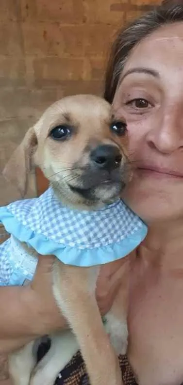 Cachorro raça SRD idade  nome Cães4