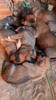 Cães4