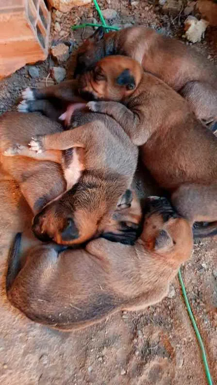 Cachorro raça SRD idade  nome Cães4
