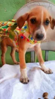 Cães4