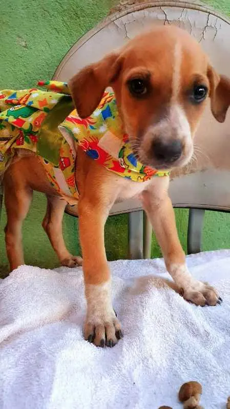 Cachorro raça SRD idade  nome Cães4