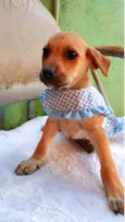 Cães4
