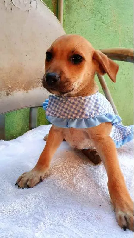 Cachorro raça SRD idade  nome Cães4
