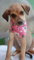 Cães4