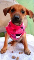 Cães4
