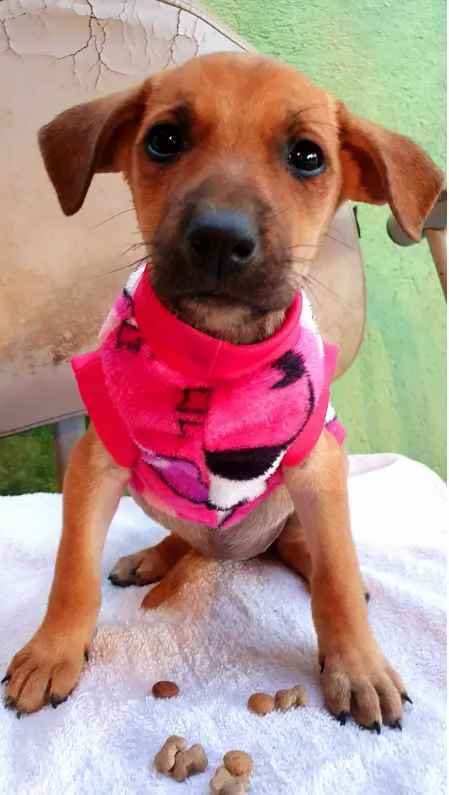 Cachorro raça SRD idade  nome Cães4