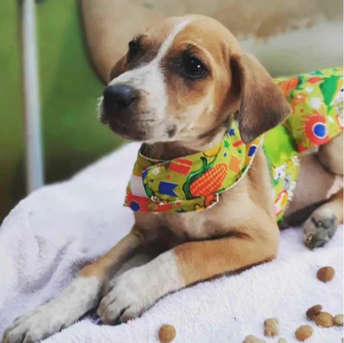 Cachorro raça SRD idade  nome Cães4