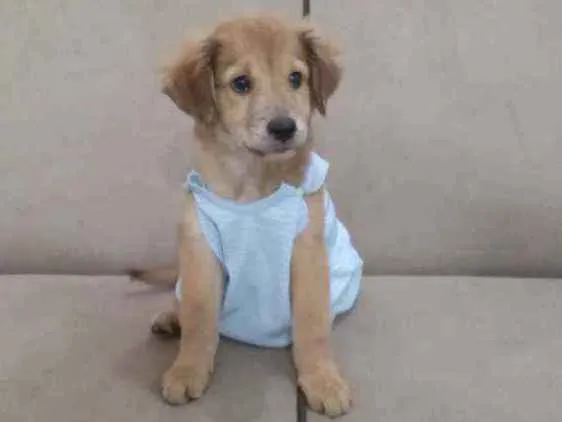 Cachorro ra a Mestizo  idade 2 a 6 meses nome LEO 