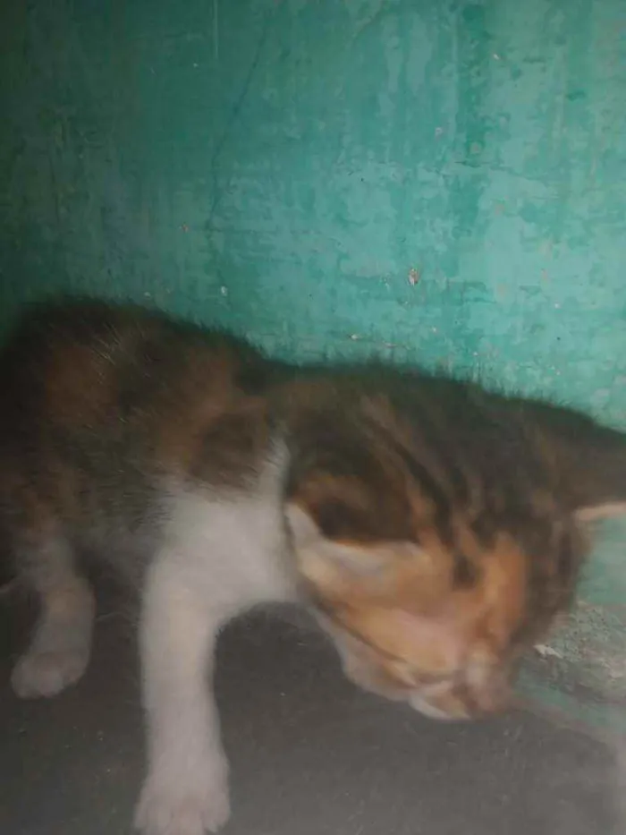 Gato ra a  idade Abaixo de 2 meses nome Não tem nome