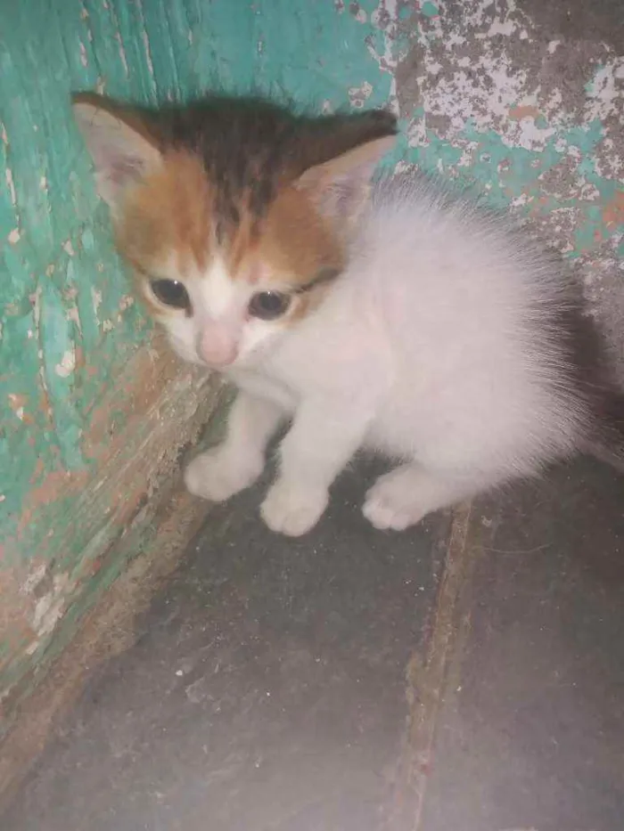 Gato ra a  idade Abaixo de 2 meses nome Não tem nome